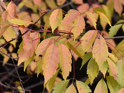 Klon winolistny jesienny liść