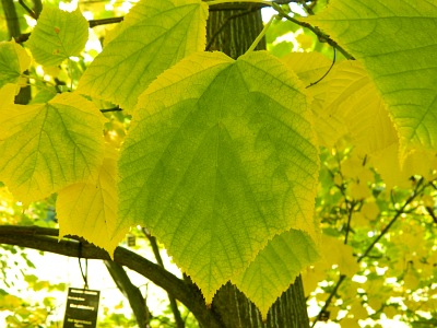 Klon zielonokory jesienią