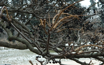 Korkowiec amurski gałęzie zimą