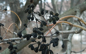 Korkowiec amurski owoce zimą