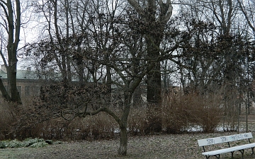 Korkowiec amurski pokrój zimą