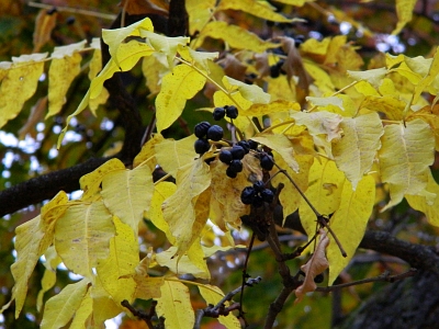 Korkowiec amurski jesienią