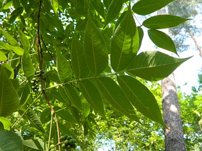 Korkowiec japoński liść