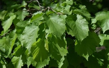Leszczyna turecka liście