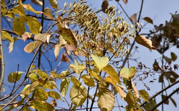 Lilak japoński gałązka jesienią