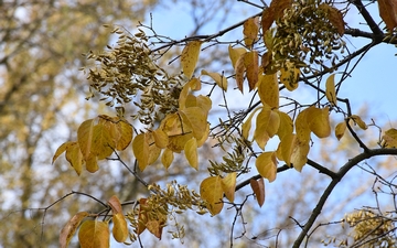 Lilak japoński gałązka jesienią