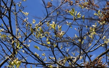 Lilak japoński gałązka wiosną