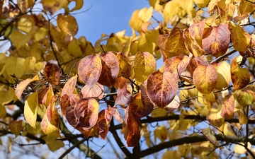 Lilak japoński liście jesienią