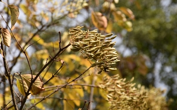 Lilak japoński owoce jesienią