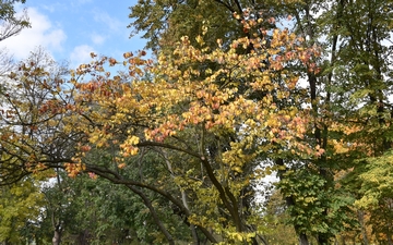 Lilak japoński pokrój jesienią
