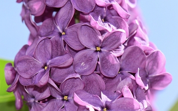 Lilak pospolity kwiaty w zbliżeniu