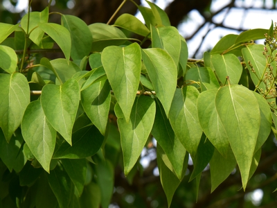 Lilak japoński liście