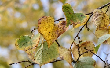 Lipa drobnolistna gałązka jesienią
