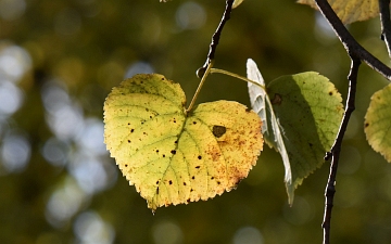 Lipa drobnolistna liść jesienią