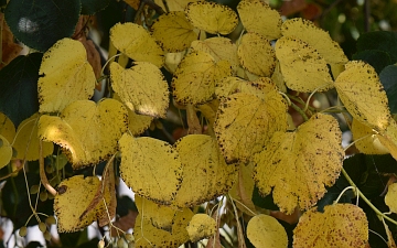 Lipa krymska gałązka jesienią