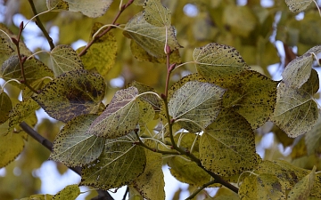 Lipa krymska gałązka jesienią