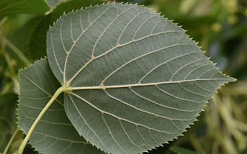 Lipa krymska liść od spodu