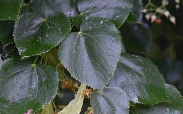 Lipa krymska liście