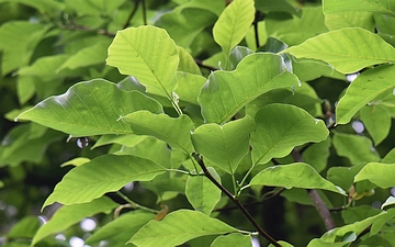 Magnolia drzewiasta gałązka