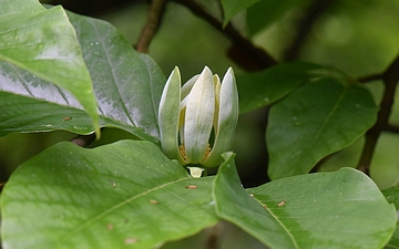 Magnolia drzewiasta kwiat