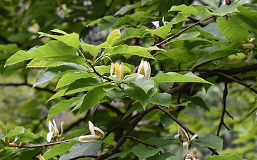 Magnolia drzewiasta kwitnienie