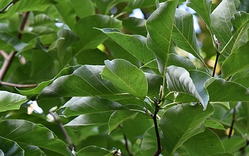 Magnolia drzewiasta liście spód