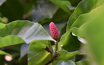 Magnolia drzewiasta owoc