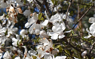 Magnolia gwiaździsta końcówka kwitnienia