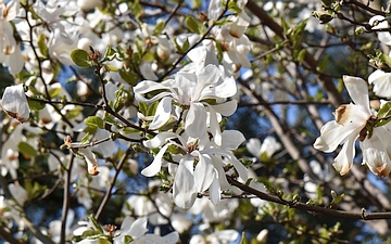 Magnolia gwiaździsta kwiaty2
