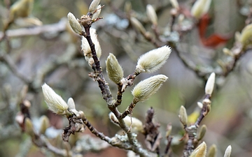 Magnolia gwiaździsta pąki zimą