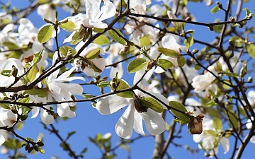Magnolia gwiaździsta pierwsze liście