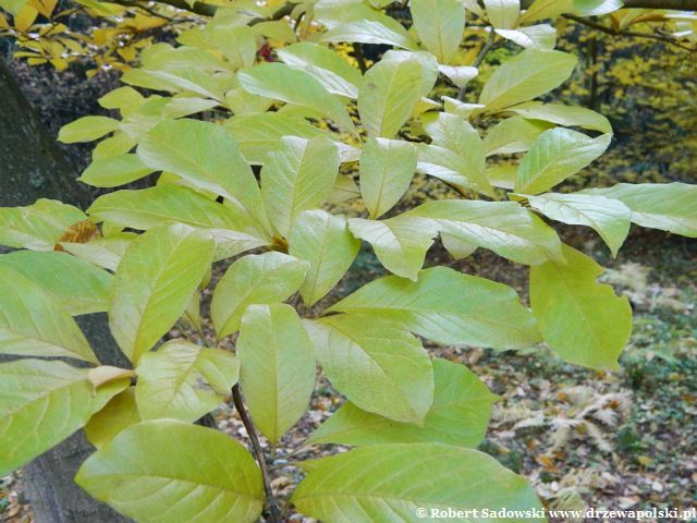 Magnolia japońska liście jesienią