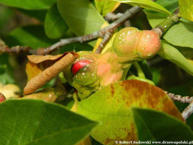 Magnolia japońska owoc