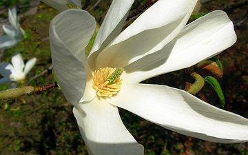 Magnolia japońska kwiat w zbliżeniu