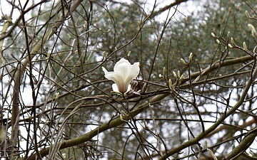 Magnolia naga gałązka wiosną