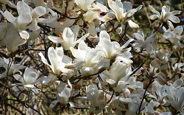 Magnolia naga kwitnienie2