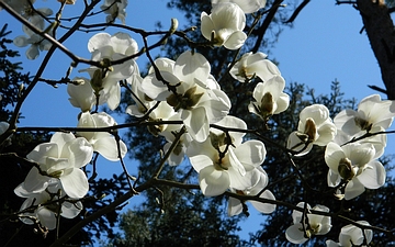 Magnolia naga kwitnienie