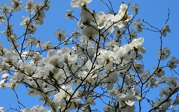 Magnolia naga kwitnienie
