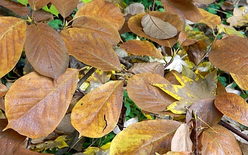 Magnolia naga liść jesienny