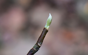 Magnolia naga pąk