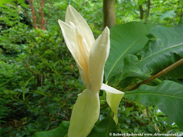 Magnolia parasolowata kwiat