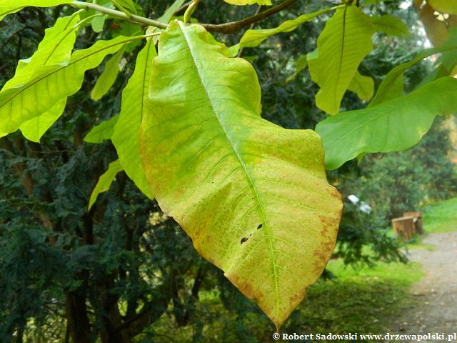 Magnolia parasolowata jesienny liść