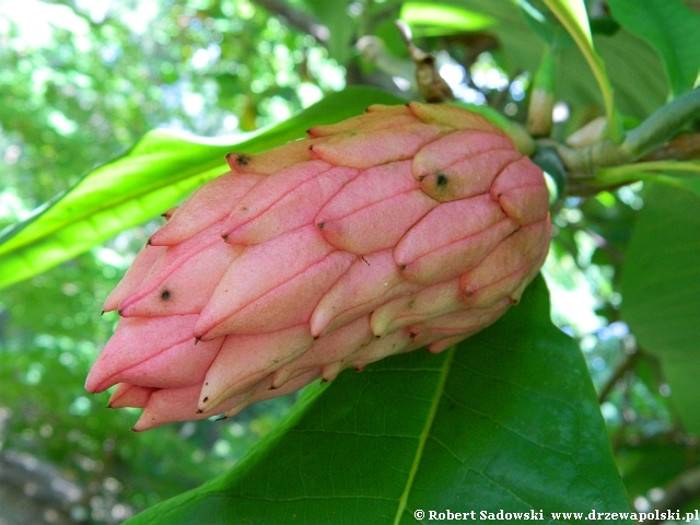 Magnolia parasolowata owoc