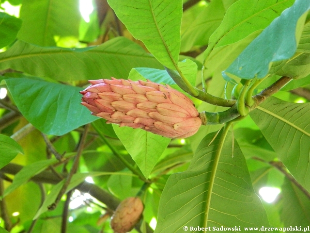 Magnolia parasolowata owoc