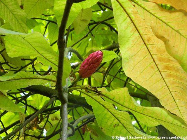 Magnolia parasolowata owoc jesienią