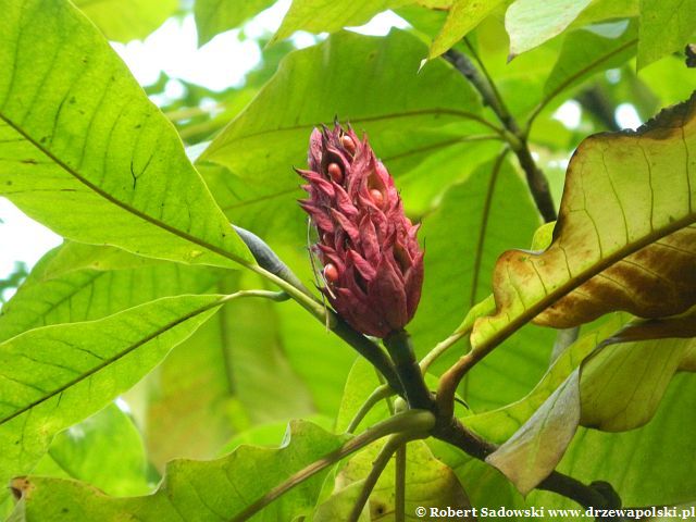 Magnolia parasolowata jesienny owoc