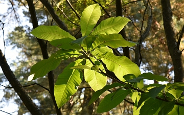 Magnolia parasolowata gałązka