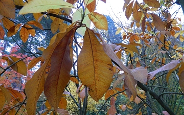 Magnolia parasolowata gałązka jesienią