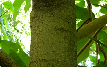 Magnolia parasolowata kora
