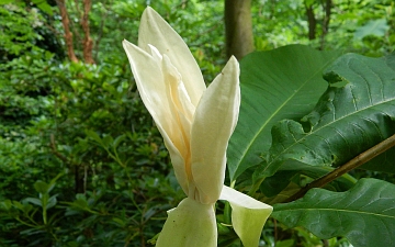 Magnolia parasolowata kwiat